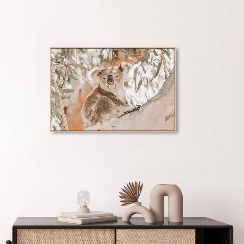wall-art-print-canvas-poster-framed-Koala Resting-by-Gioia Wall Art-Gioia Wall Art