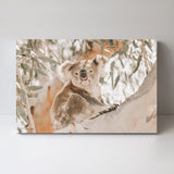 wall-art-print-canvas-poster-framed-Koala Resting-by-Gioia Wall Art-Gioia Wall Art