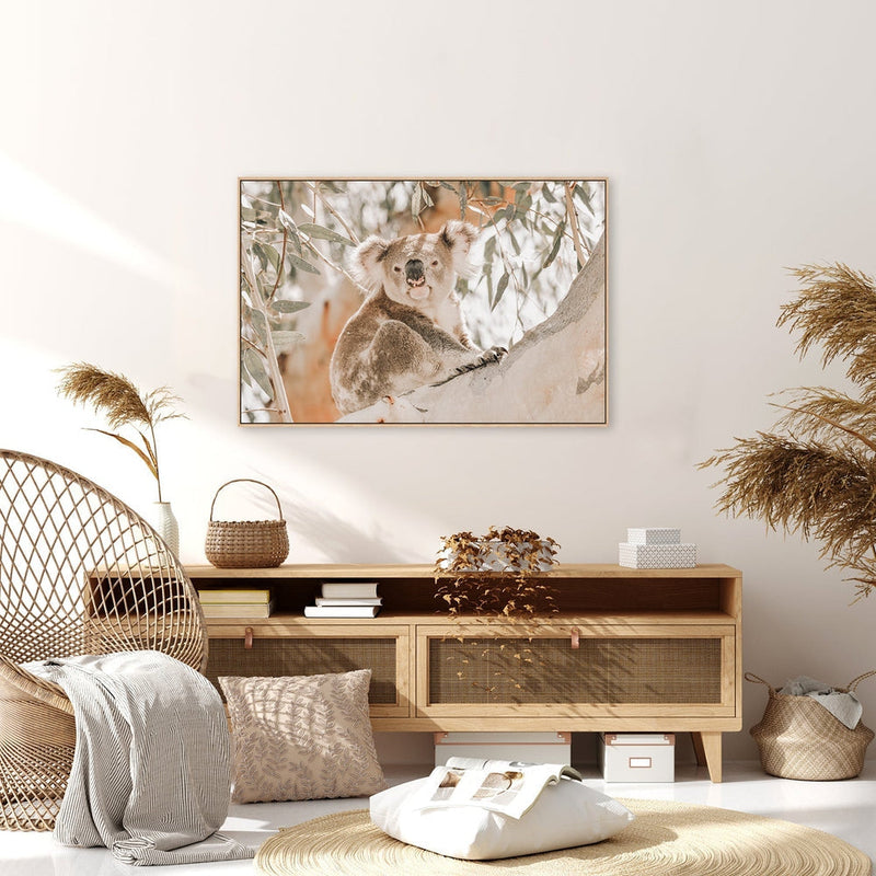 wall-art-print-canvas-poster-framed-Koala Resting-by-Gioia Wall Art-Gioia Wall Art