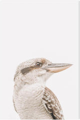 wall-art-print-canvas-poster-framed-Kookaburra-by-Gioia Wall Art-Gioia Wall Art