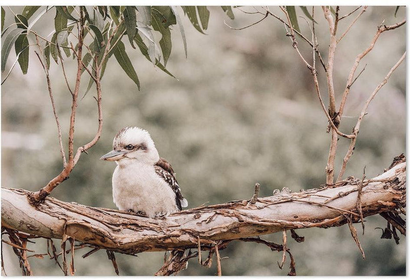 wall-art-print-canvas-poster-framed-Kookaburra Resting On Gum Tree-by-Gioia Wall Art-Gioia Wall Art