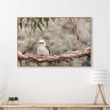 wall-art-print-canvas-poster-framed-Kookaburra Resting On Gum Tree-by-Gioia Wall Art-Gioia Wall Art