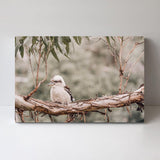 wall-art-print-canvas-poster-framed-Kookaburra Resting On Gum Tree-by-Gioia Wall Art-Gioia Wall Art