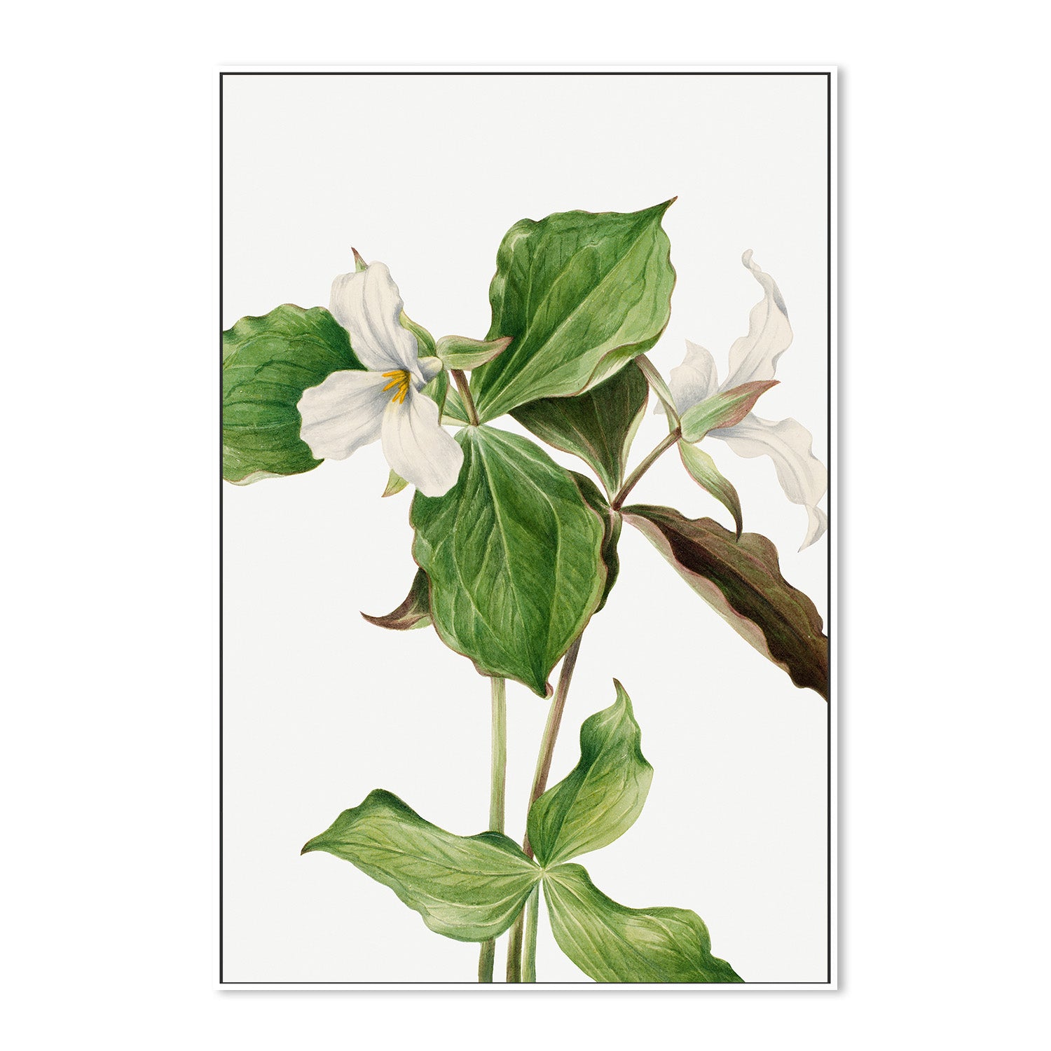 wall-art-print-canvas-poster-framed-Large White Trillium-5