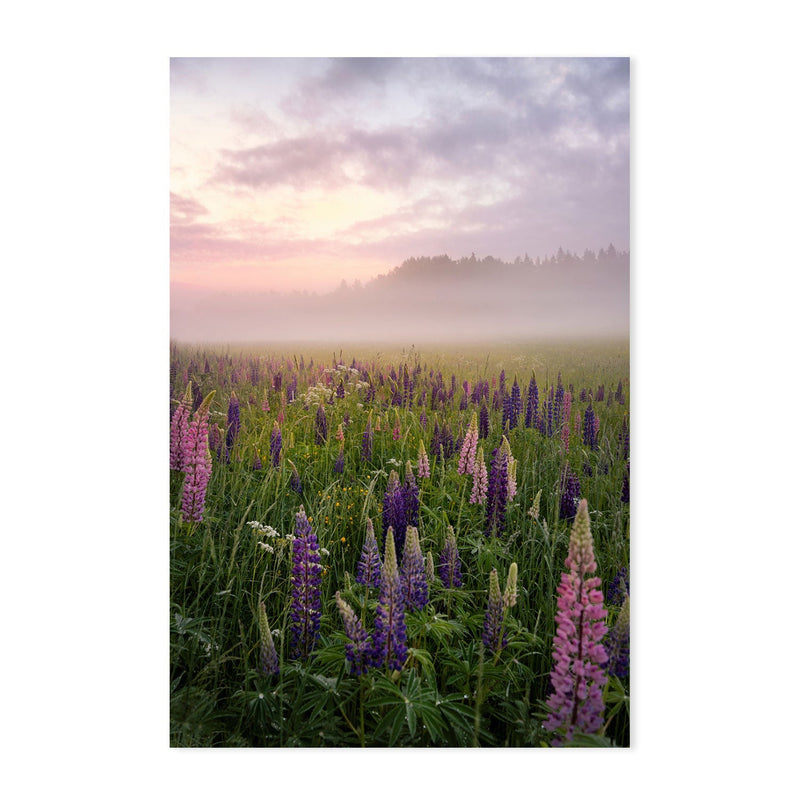 wall-art-print-canvas-poster-framed-Lavender Meadow , By Christian Lindsten-GIOIA-WALL-ART