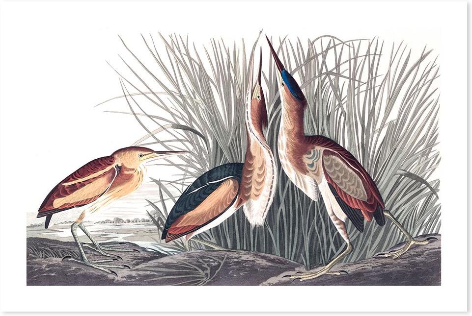 wall-art-print-canvas-poster-framed-Least Bittern, By John James Audubon-by-Gioia Wall Art-Gioia Wall Art