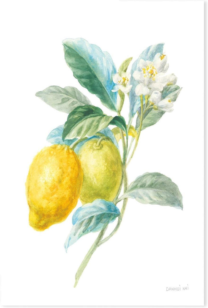 wall-art-print-canvas-poster-framed-Lemon Branch, Style A , By Danhui Nai-GIOIA-WALL-ART