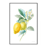 wall-art-print-canvas-poster-framed-Lemon Branch, Style A , By Danhui Nai-GIOIA-WALL-ART