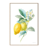 wall-art-print-canvas-poster-framed-Lemon Branch, Style A , By Danhui Nai-GIOIA-WALL-ART