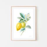 wall-art-print-canvas-poster-framed-Lemon Branch, Style A , By Danhui Nai-GIOIA-WALL-ART