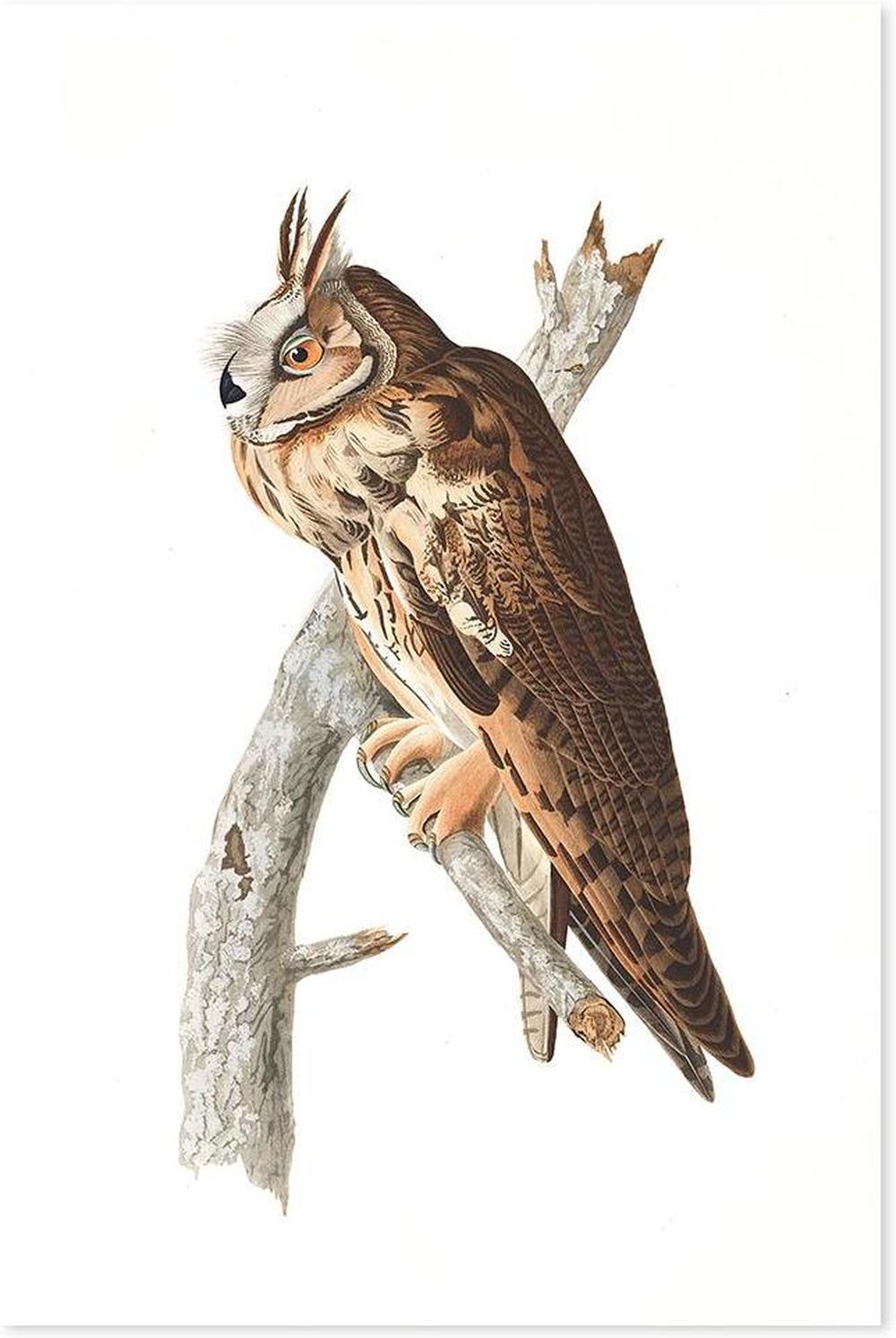wall-art-print-canvas-poster-framed-Long Eared Owl, By John James Audubon-by-Gioia Wall Art-Gioia Wall Art