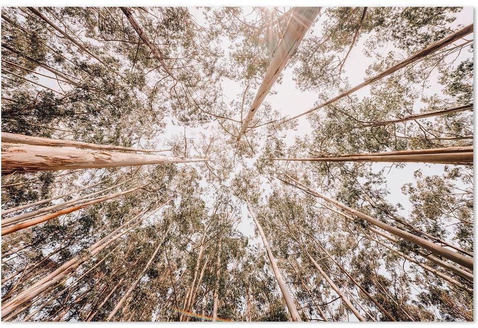 wall-art-print-canvas-poster-framed-Look Up Eucalyptus Forest-by-Gioia Wall Art-Gioia Wall Art