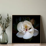 wall-art-print-canvas-poster-framed-Magnolia Grandi Flora , By Tricia Brennan-2