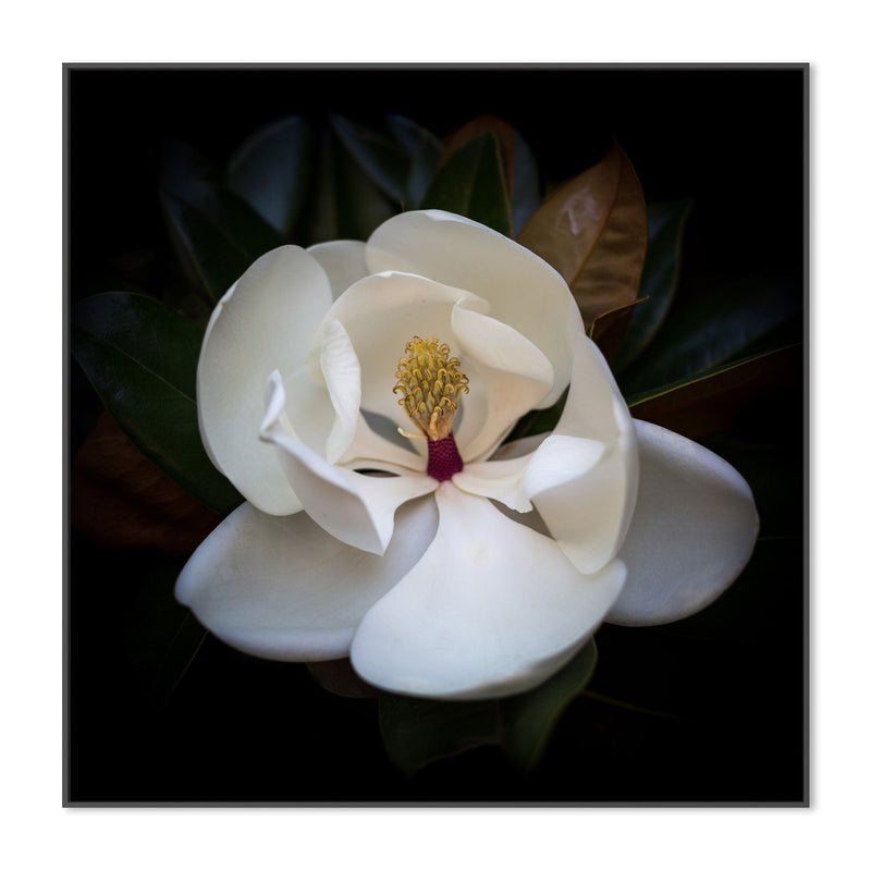 wall-art-print-canvas-poster-framed-Magnolia Grandi Flora , By Tricia Brennan-3