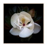 wall-art-print-canvas-poster-framed-Magnolia Grandi Flora , By Tricia Brennan-4