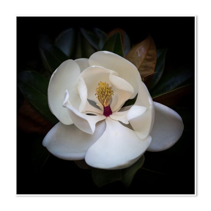 wall-art-print-canvas-poster-framed-Magnolia Grandi Flora , By Tricia Brennan-5