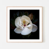 wall-art-print-canvas-poster-framed-Magnolia Grandi Flora , By Tricia Brennan-6