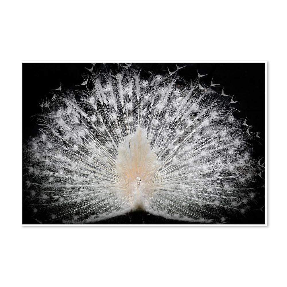 wall-art-print-canvas-poster-framed-Majestic White Peacock-5