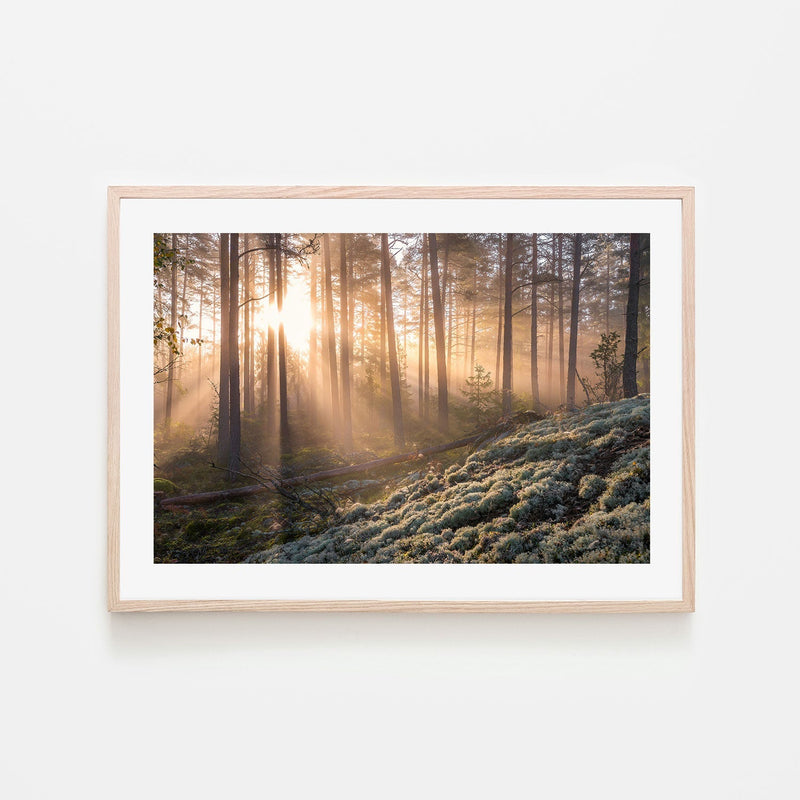 wall-art-print-canvas-poster-framed-Misty Forest , By Christian Lindsten-GIOIA-WALL-ART