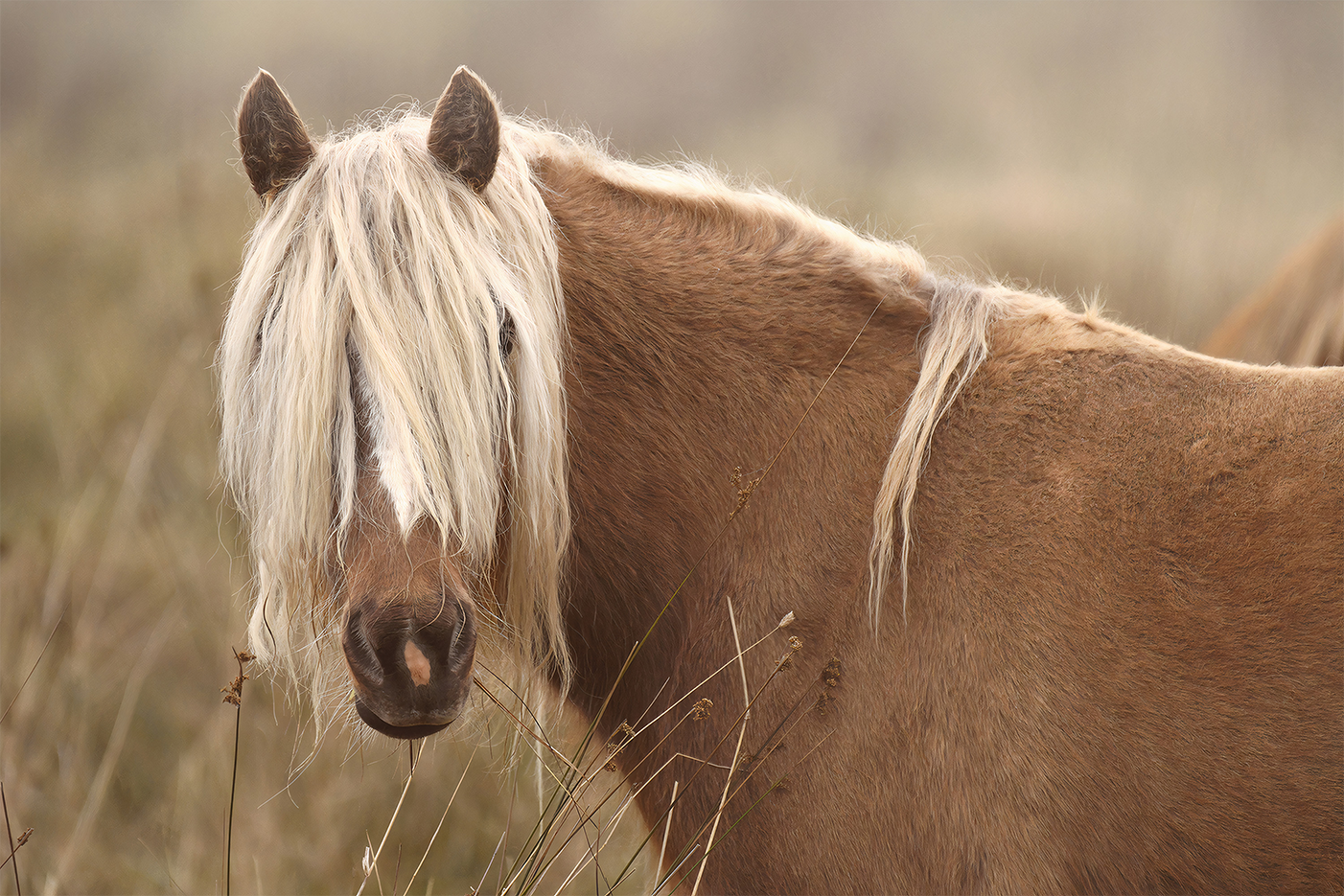 wall-art-print-canvas-poster-framed-Molly, Style A , By Belinda Gerace-1