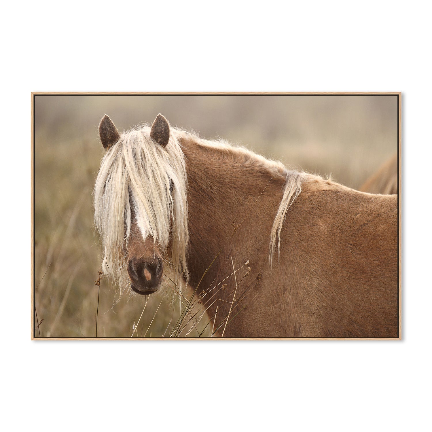 wall-art-print-canvas-poster-framed-Molly, Style A , By Belinda Gerace-4