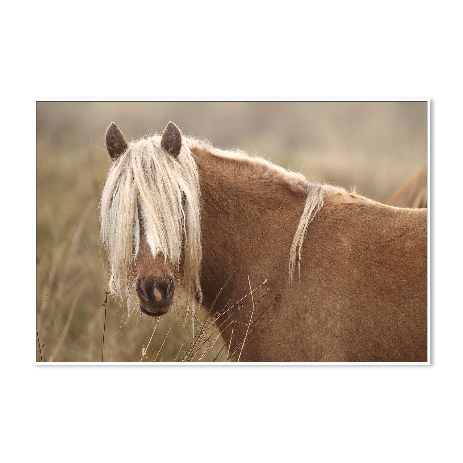 wall-art-print-canvas-poster-framed-Molly, Style A , By Belinda Gerace-5