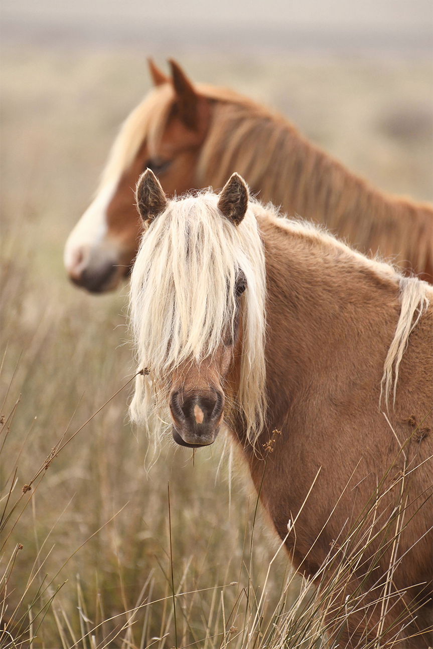 wall-art-print-canvas-poster-framed-Molly, Style B , By Belinda Gerace-1