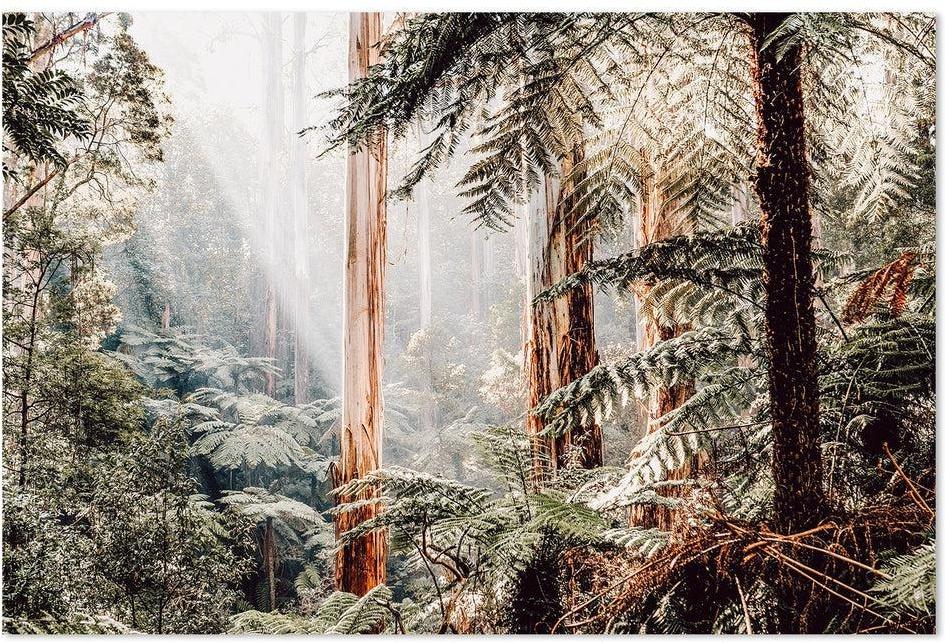 Native Australian Rainforest - Eucalyptus Trees and Ferns-Gioia-Prints-Framed-Canvas-Poster-GIOIA-WALL-ART