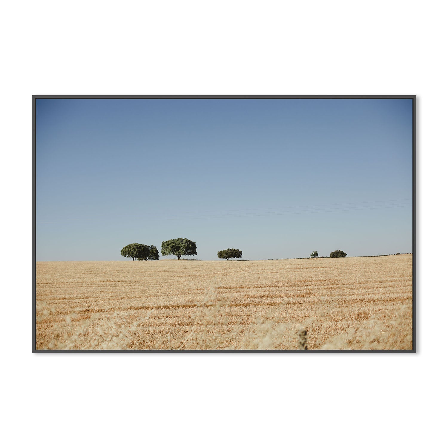 wall-art-print-canvas-poster-framed-Olive Tree Portugal , By Hello Twiggs-3