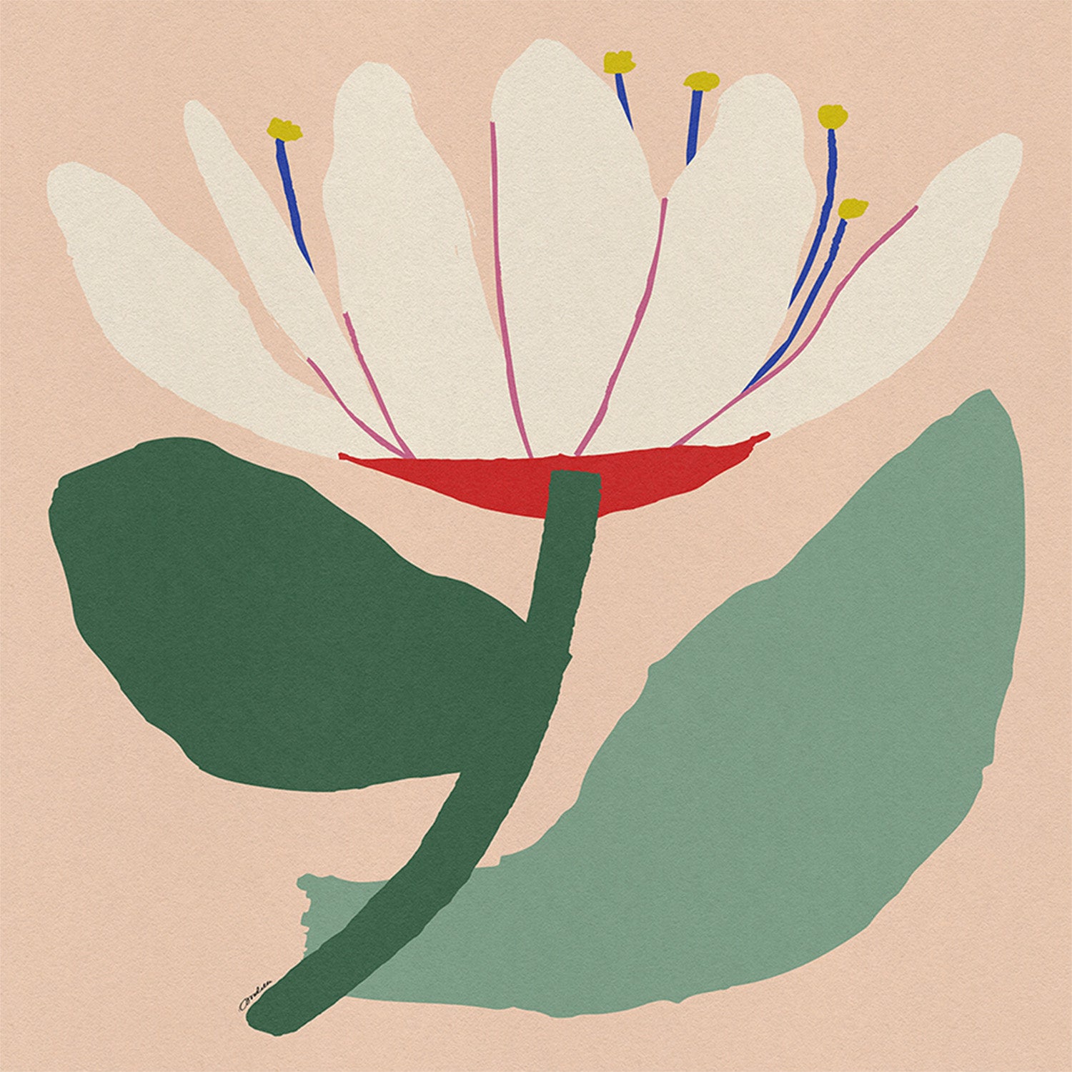 wall-art-print-canvas-poster-framed-Open White Flower-1