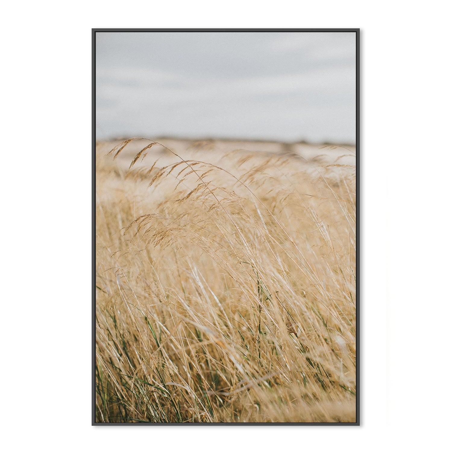 wall-art-print-canvas-poster-framed-Pampas Grass, Style A , By Hello Twiggs-3