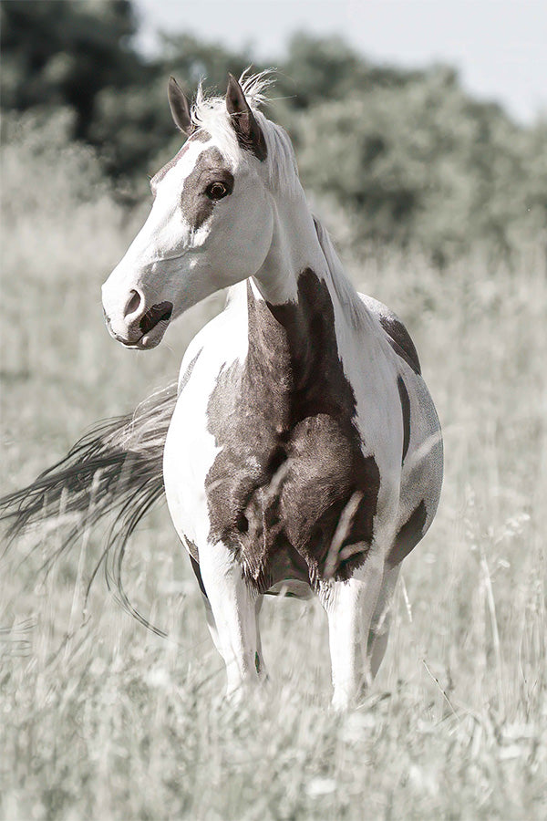 wall-art-print-canvas-poster-framed-Pasture Grace-1