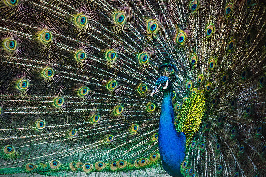 wall-art-print-canvas-poster-framed-Peacock Framed by its Plumage, Glamour , By Andrew Paranavitana-1