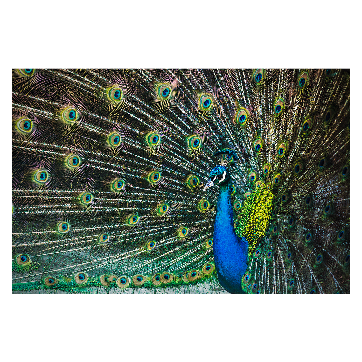 wall-art-print-canvas-poster-framed-Peacock Framed by its Plumage, Glamour , By Andrew Paranavitana-2