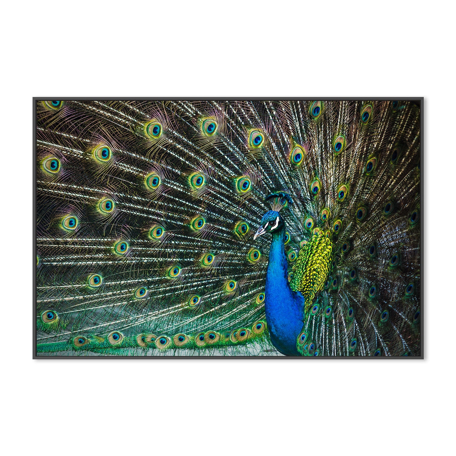 wall-art-print-canvas-poster-framed-Peacock Framed by its Plumage, Glamour , By Andrew Paranavitana-4
