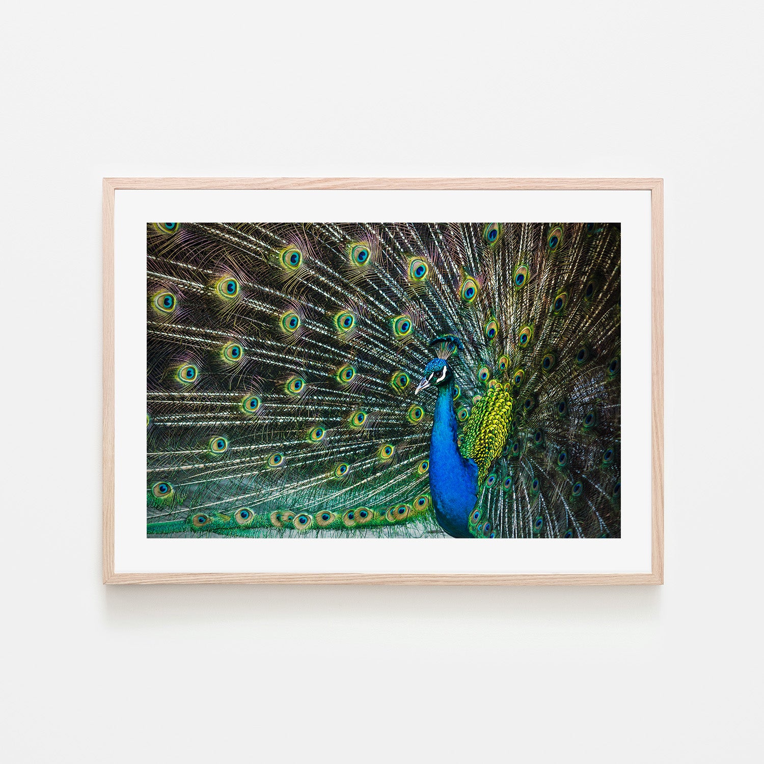 wall-art-print-canvas-poster-framed-Peacock Framed by its Plumage, Glamour , By Andrew Paranavitana-7