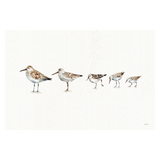 wall-art-print-canvas-poster-framed-Pebbles And Sandpipers , By Lisa Audit-GIOIA-WALL-ART