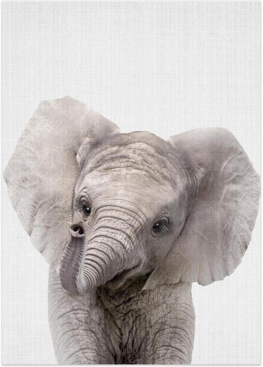 wall-art-print-canvas-poster-framed-Peekaboo Baby Elephant , By Lola Peacock-1