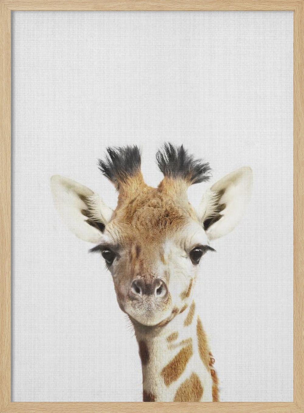 wall-art-print-canvas-poster-framed-Peekaboo Giraffe , By Lola Peacock-4