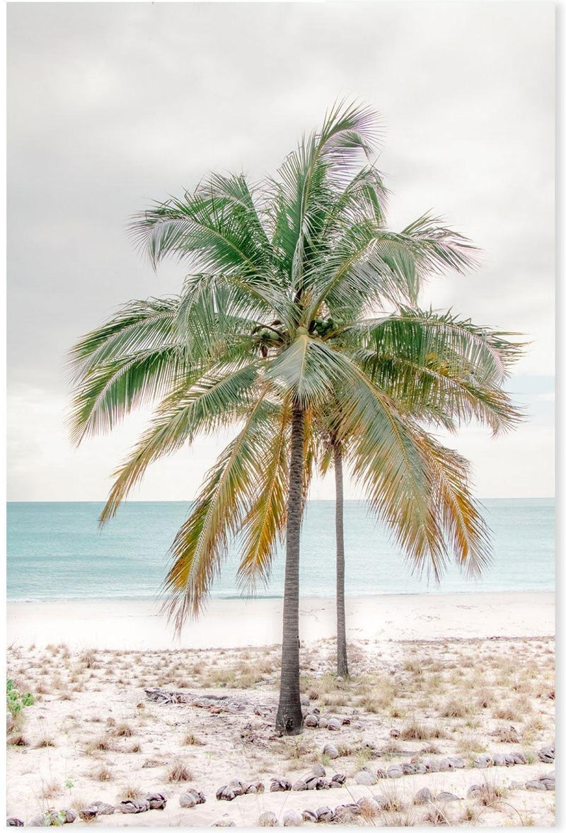 wall-art-print-canvas-poster-framed-Percy Island Palm, Middle Percy Island, Queensland , By Earth Sea & Me , By Earth Sea & Me-GIOIA-WALL-ART