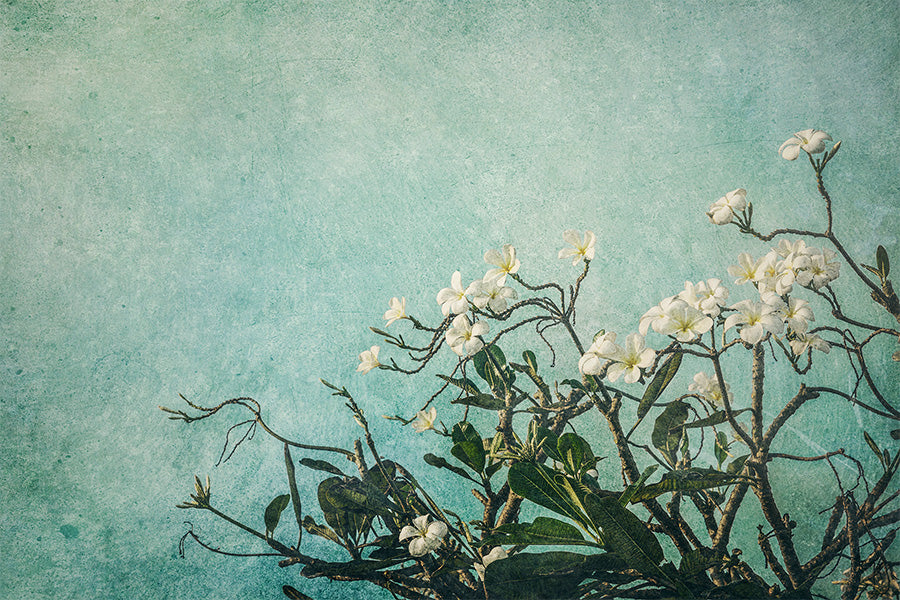 wall-art-print-canvas-poster-framed-Plumeria Flowers on an Aqua Textured Background, Augmentation , By Andrew Paranavitana-1
