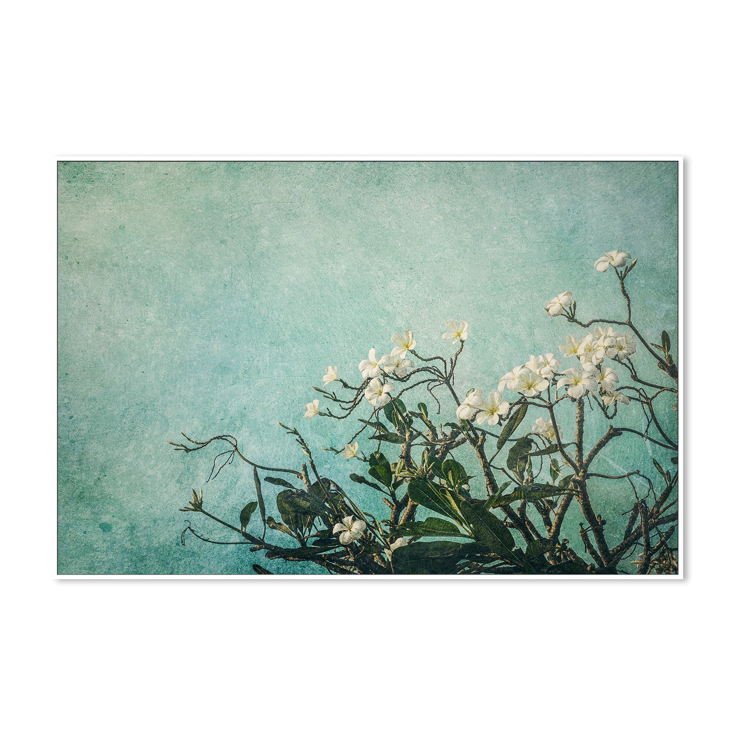 wall-art-print-canvas-poster-framed-Plumeria Flowers on an Aqua Textured Background, Augmentation , By Andrew Paranavitana-6