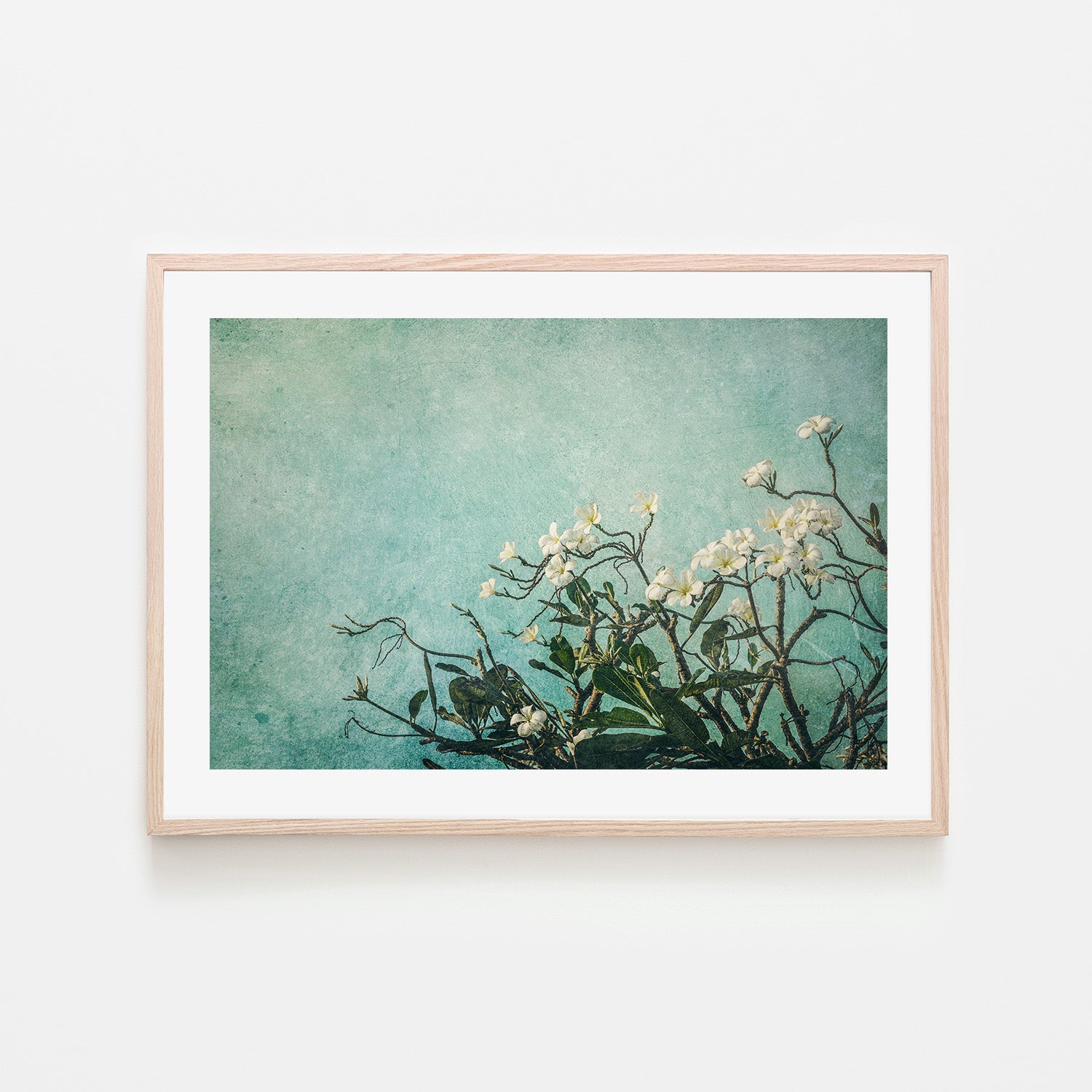 wall-art-print-canvas-poster-framed-Plumeria Flowers on an Aqua Textured Background, Augmentation , By Andrew Paranavitana-7