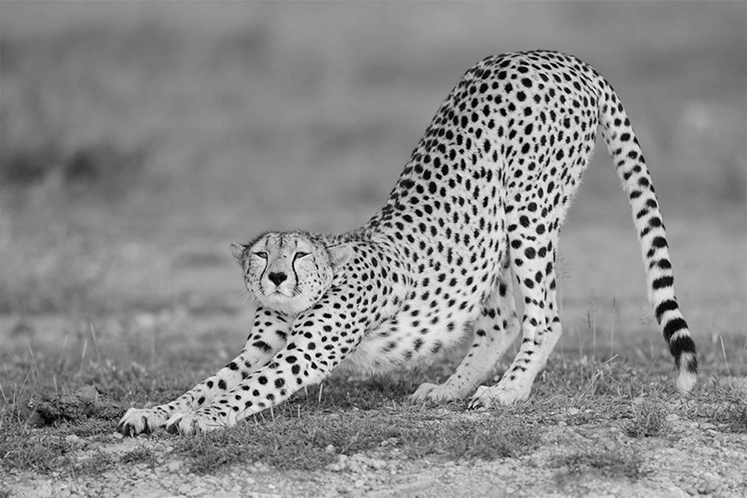 wall-art-print-canvas-poster-framed-Pozzi, Relax-1