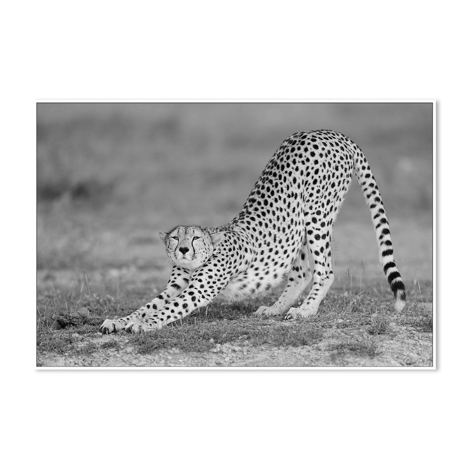 wall-art-print-canvas-poster-framed-Pozzi, Relax-5