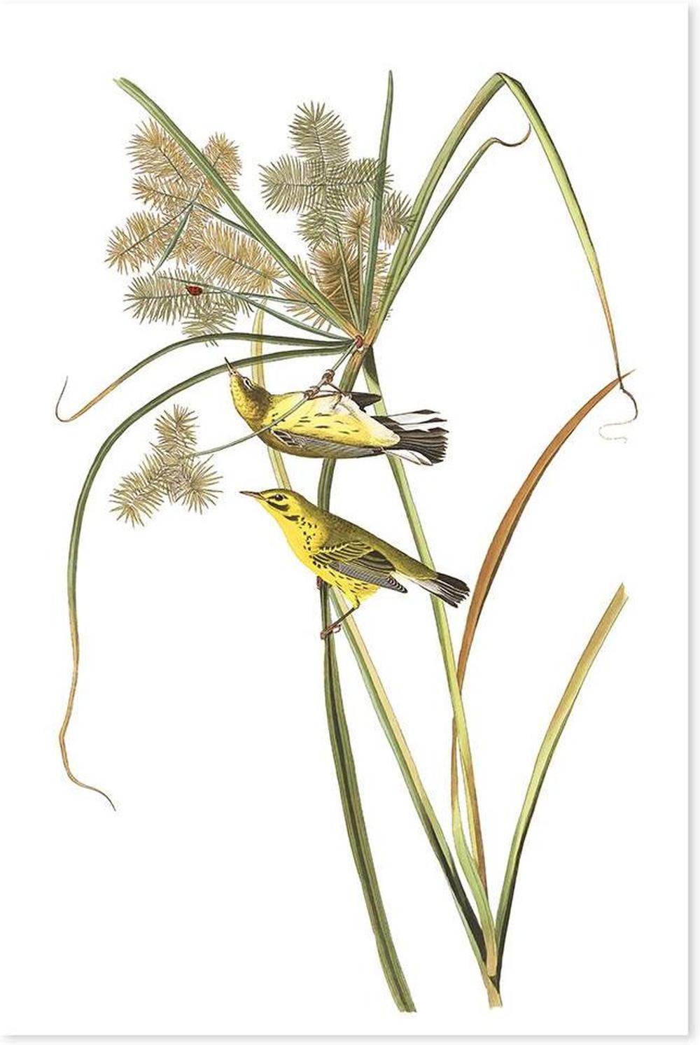 wall-art-print-canvas-poster-framed-Prairie Warbler, By John James Audubon-by-Gioia Wall Art-Gioia Wall Art