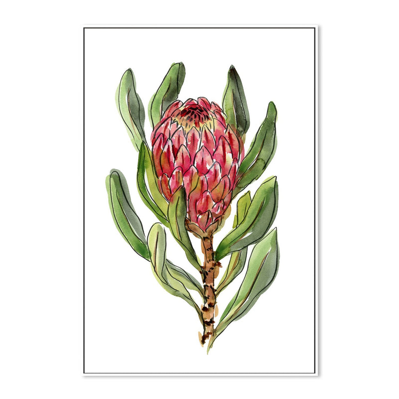 wall-art-print-canvas-poster-framed-Protea , By Jessie Mitchelson-GIOIA-WALL-ART