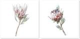 wall-art-print-canvas-poster-framed-Protea Pair, Watercolour Painting Style, Set Of 2-by-Gioia Wall Art-Gioia Wall Art