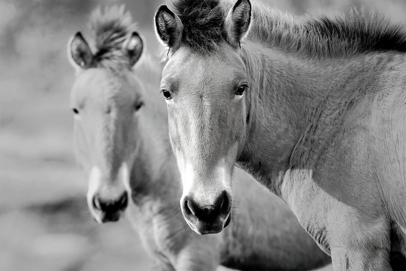 wall-art-print-canvas-poster-framed-Przewalski's Horse , By Belinda Gerace-1
