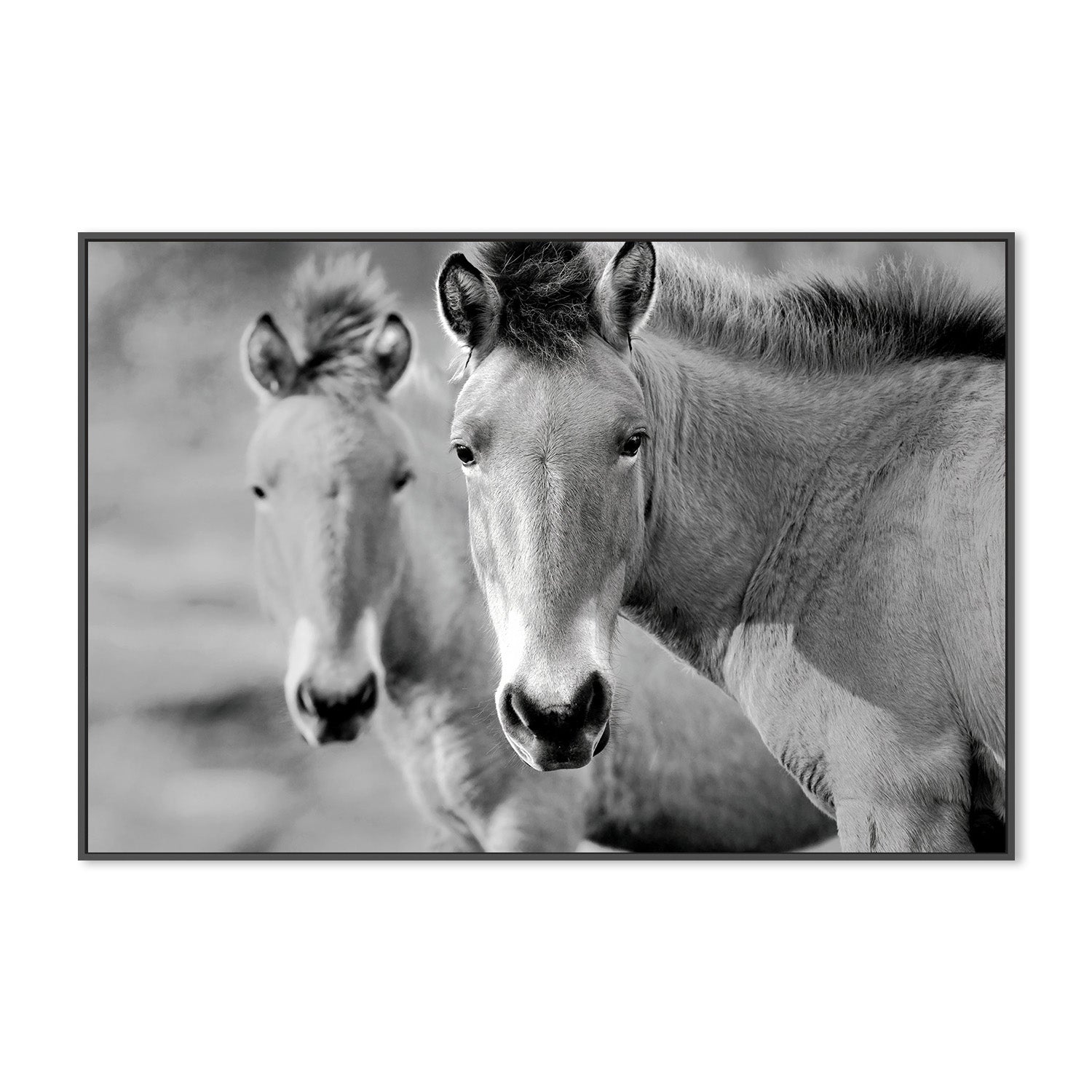 wall-art-print-canvas-poster-framed-Przewalski's Horse , By Belinda Gerace-3